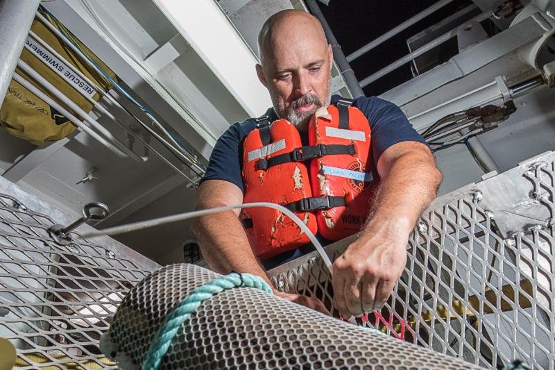 A study by Dr. Craig McClain and Stanford University researchers indicates why blue whales grow so large.